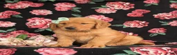 Golden Retriever dogs for sale: Zia AKC Reg - Ad 4