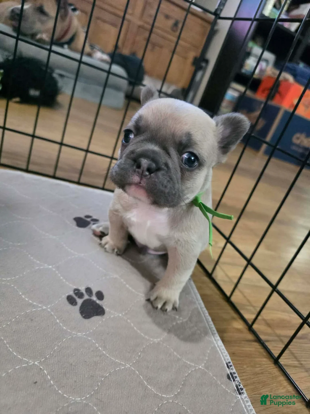 French Bulldog dogs for sale: Apollo - Ad 2