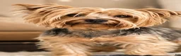 Yorkshire Terrier dogs for sale: Bear  - Ad 4