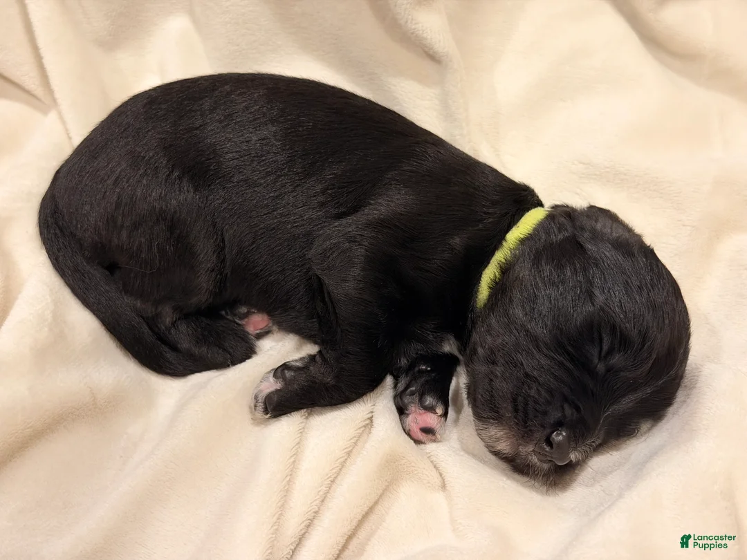 Bernedoodle dogs for sale: Green - born the smallest AKA Tinkerbell - Ad 2