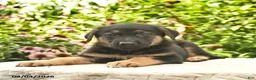 German Shepherd dogs for sale: Liam  - Ad 5