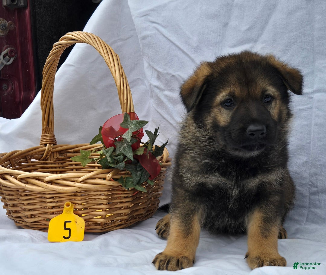 German Shepherd dogs for sale: John - Ad 1