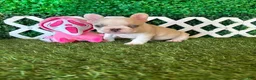 French Bulldog dogs for sale: French Bulldog 2 - Ad 3