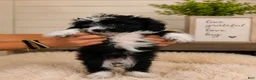 Aussiedoodle dogs for sale: Aussiedoodle 6 - Ad 5