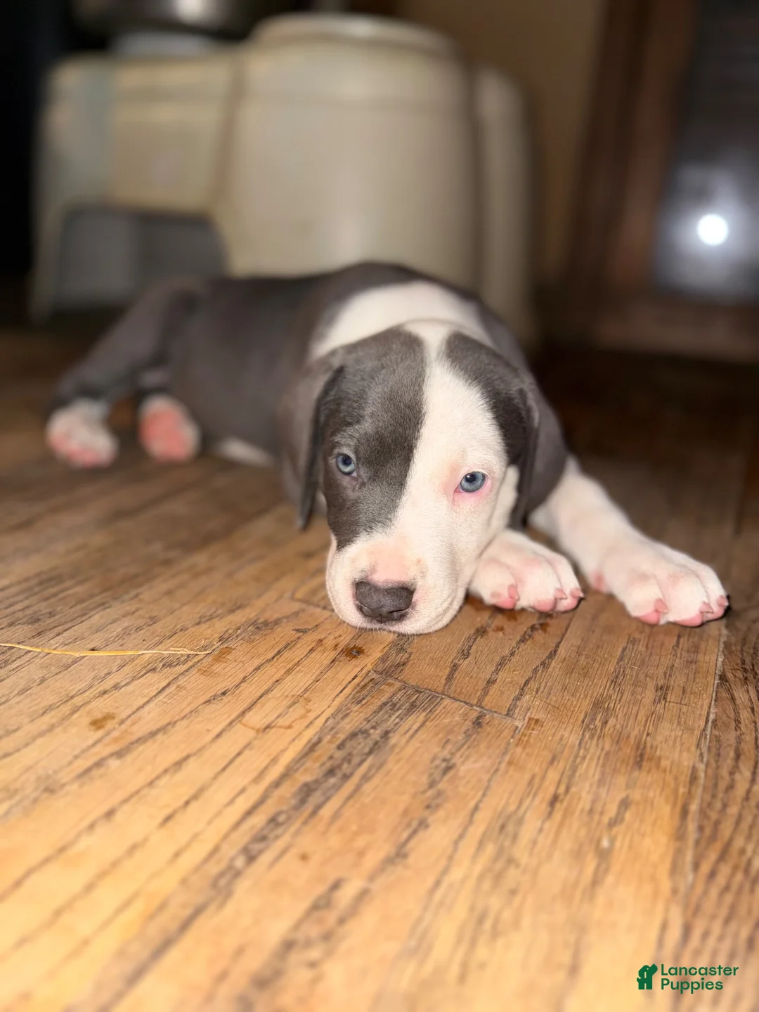 Mixed Breed dogs for sale: Baby 4 - Ad 2