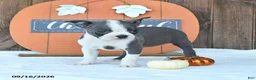 Boston Terrier dogs for sale: Abby - Ad 4