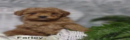 Shihpoo dogs for sale: Farley- on hold - Ad 11