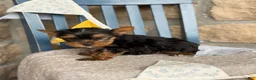 Yorkshire Terrier dogs for sale: Skylar - Ad 6