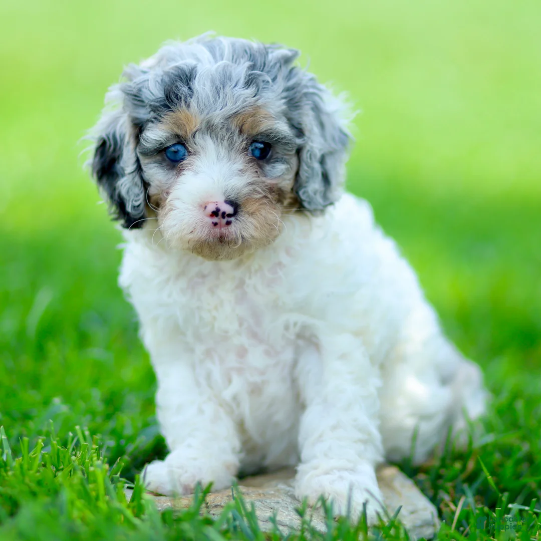 Cavapoo dogs for sale: Emma - Ad 1