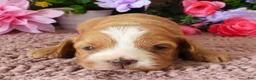 Cavapoo dogs for sale: #3 Male (Whitney's) - Ad 1