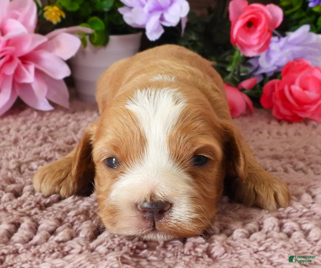 Cavapoo dogs for sale: #3 Male (Whitney's) - Ad 1