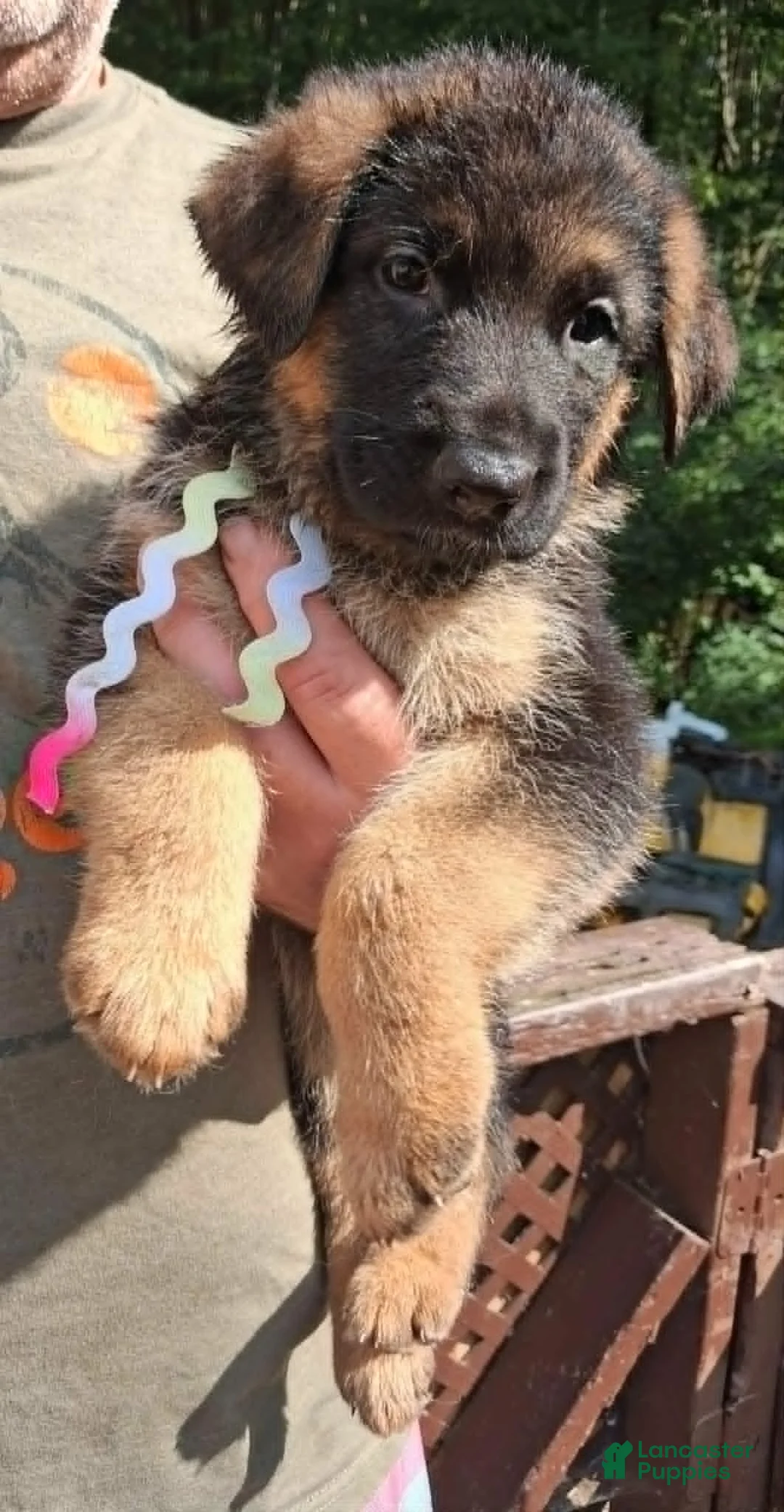 German Shepherd dogs for sale: Female Rainbow Ribbon - Ad 1