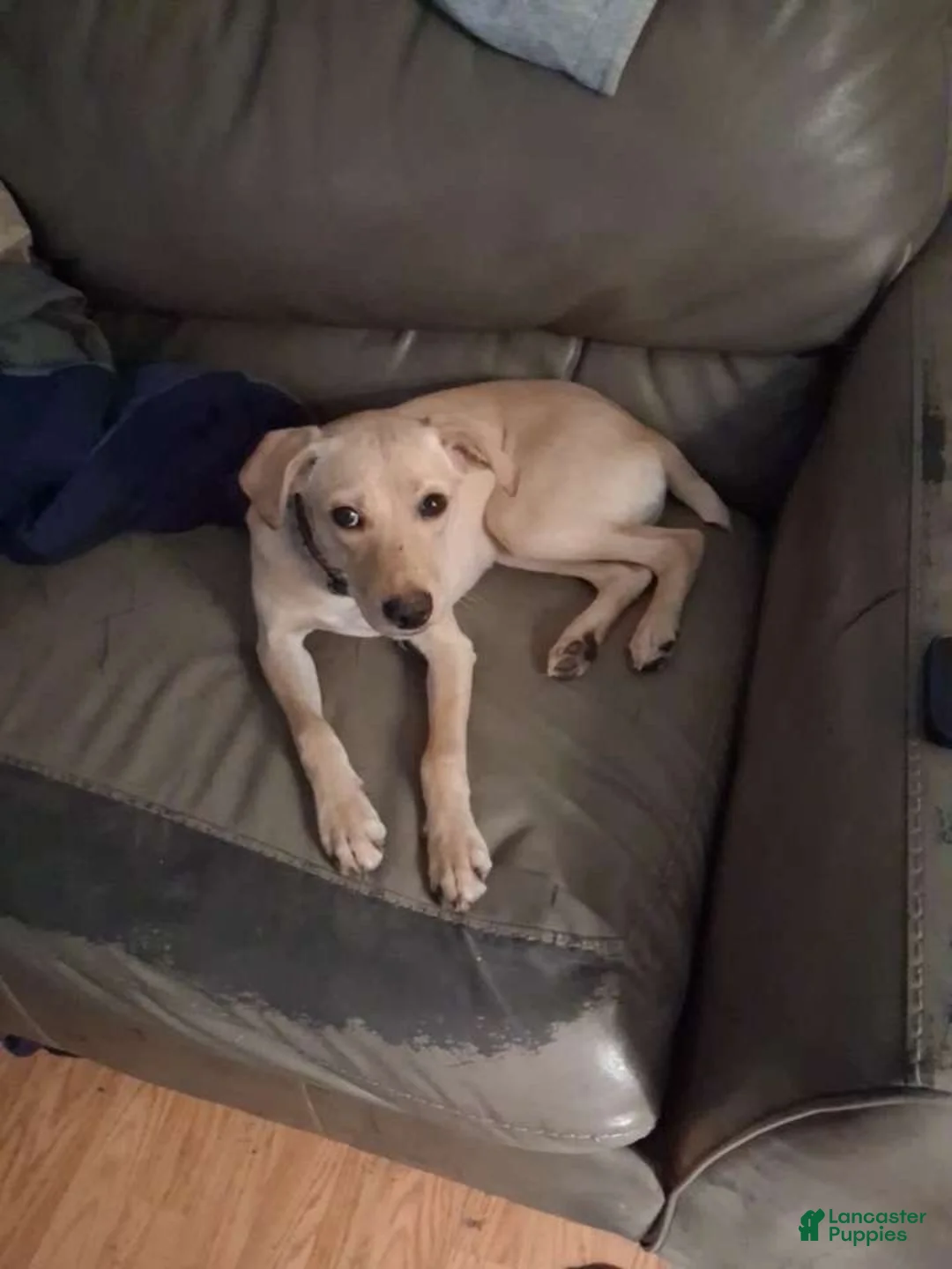 Mixed Breed dogs for sale: Mixed Breed 1 - Ad 1