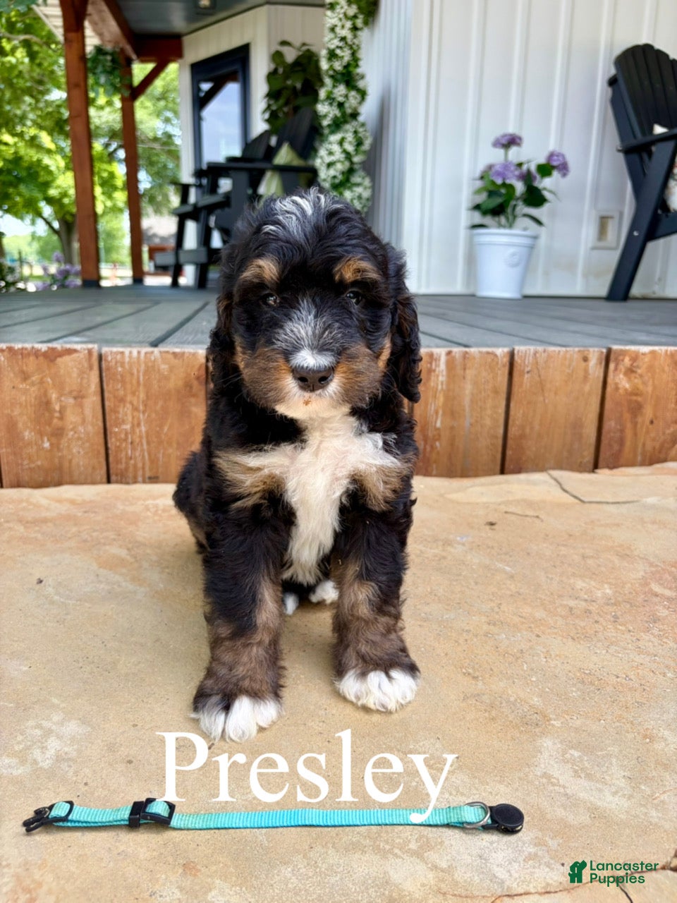 Bernedoodle dogs Presley - Ad 1