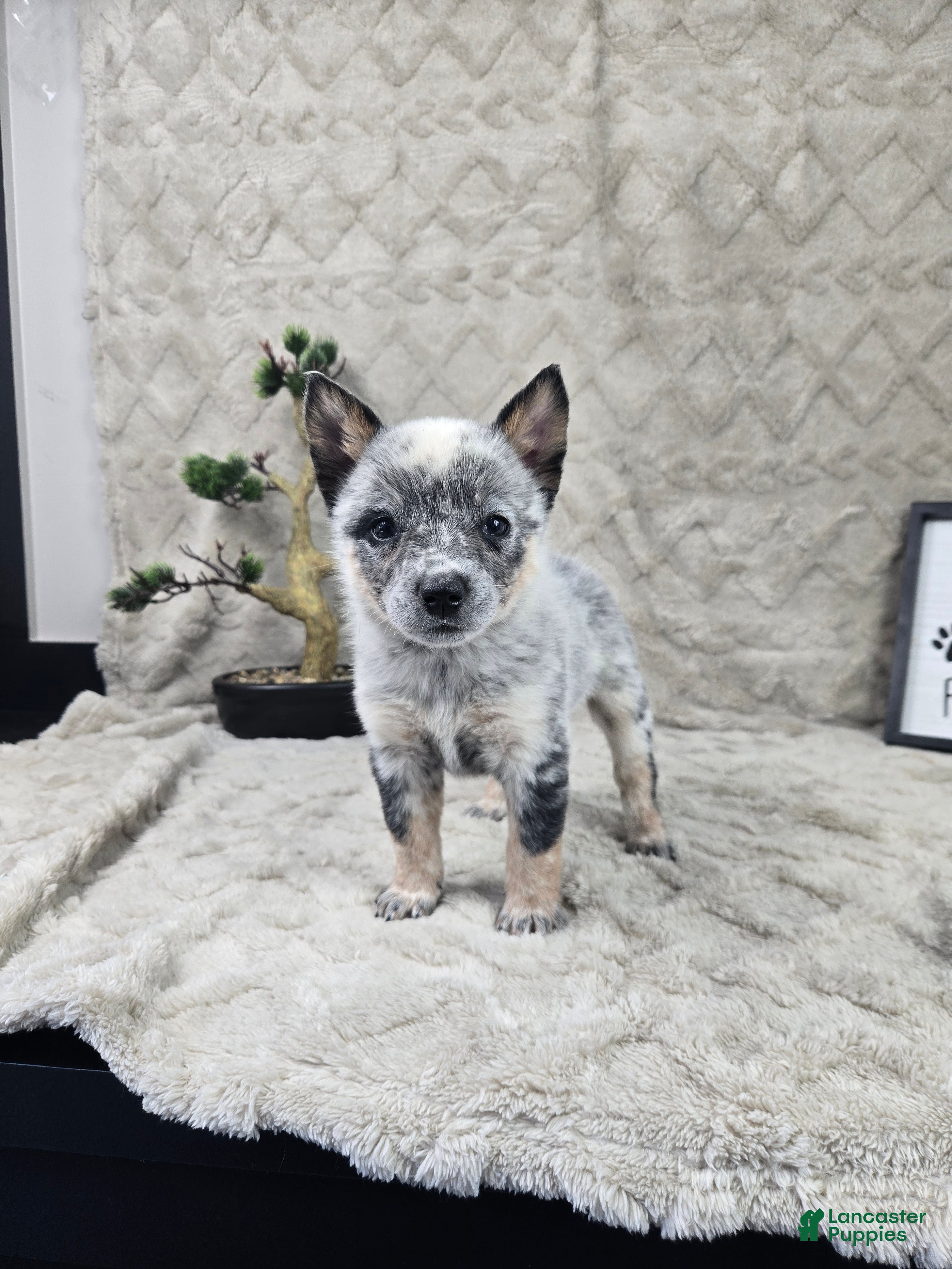 Australian Cattle Dog dogs Haley - Ad 2