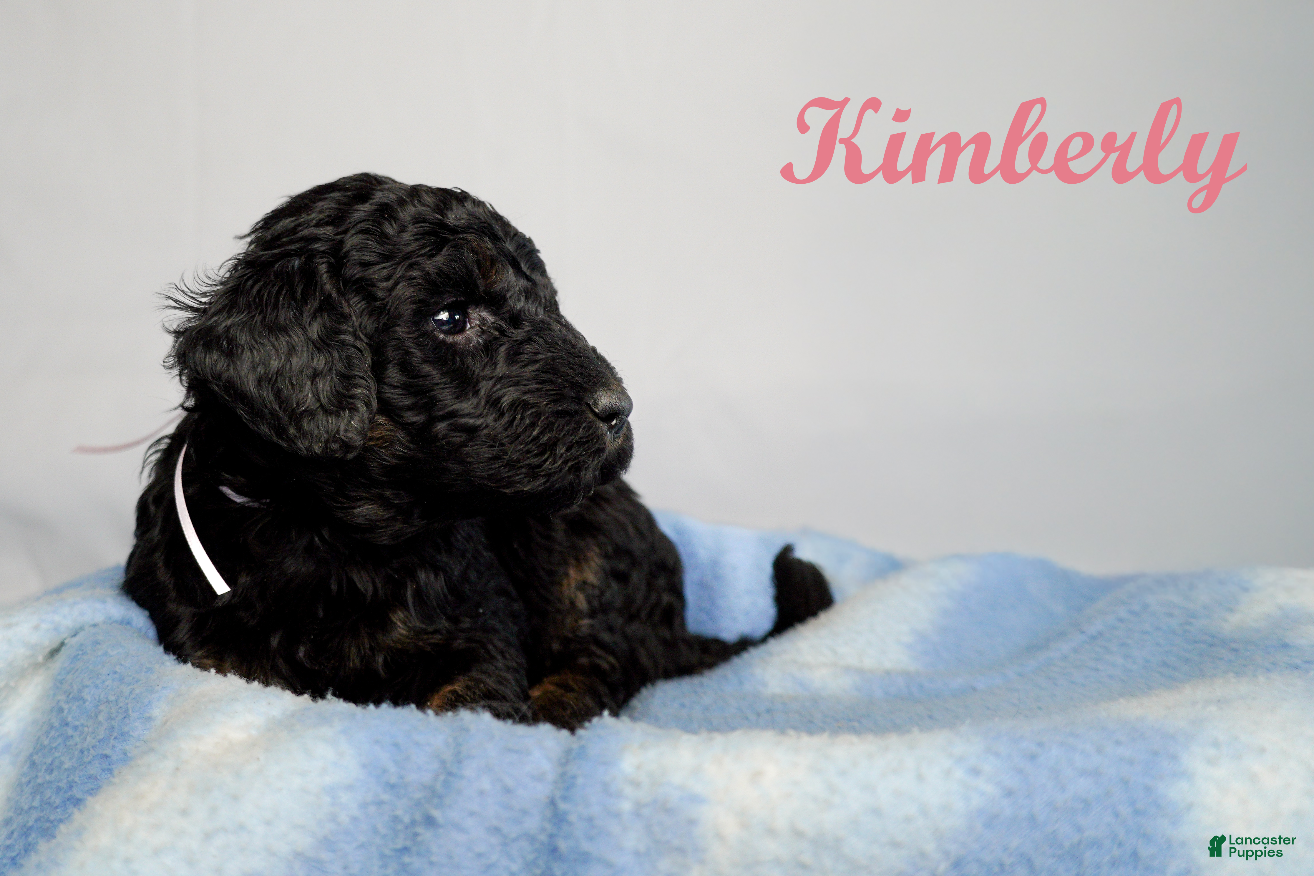 Bernedoodle dogs Kimberly  Puppy 7 - Ad 31