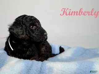 Bernedoodle dogs Kimberly Puppy 7 - Ad 31