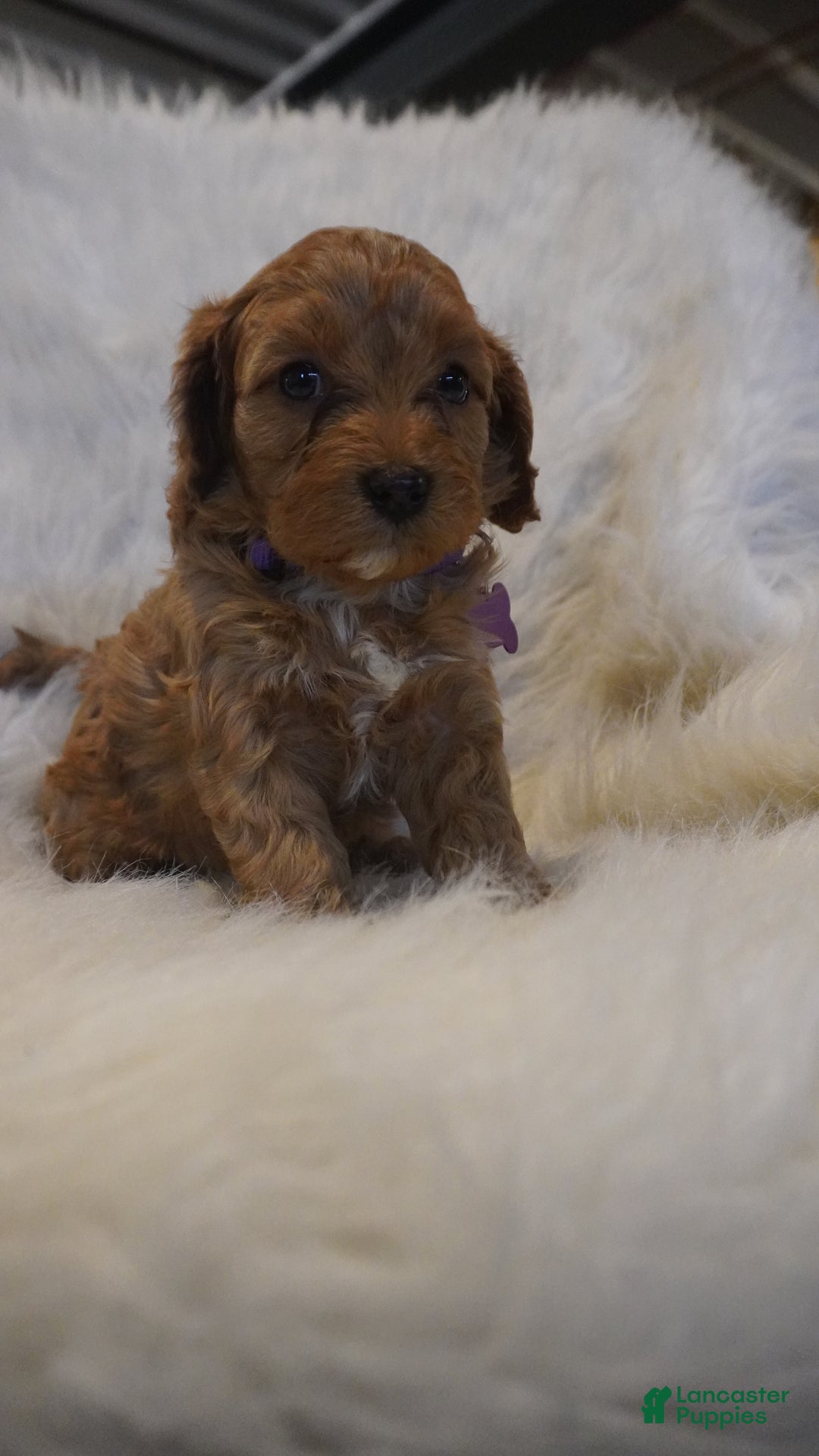 Cavapoo dogs for sale: Pluto  - Ad 9