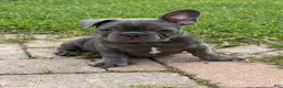 French Bulldog dogs for sale: French Bulldog Male - Jack - Ad 9