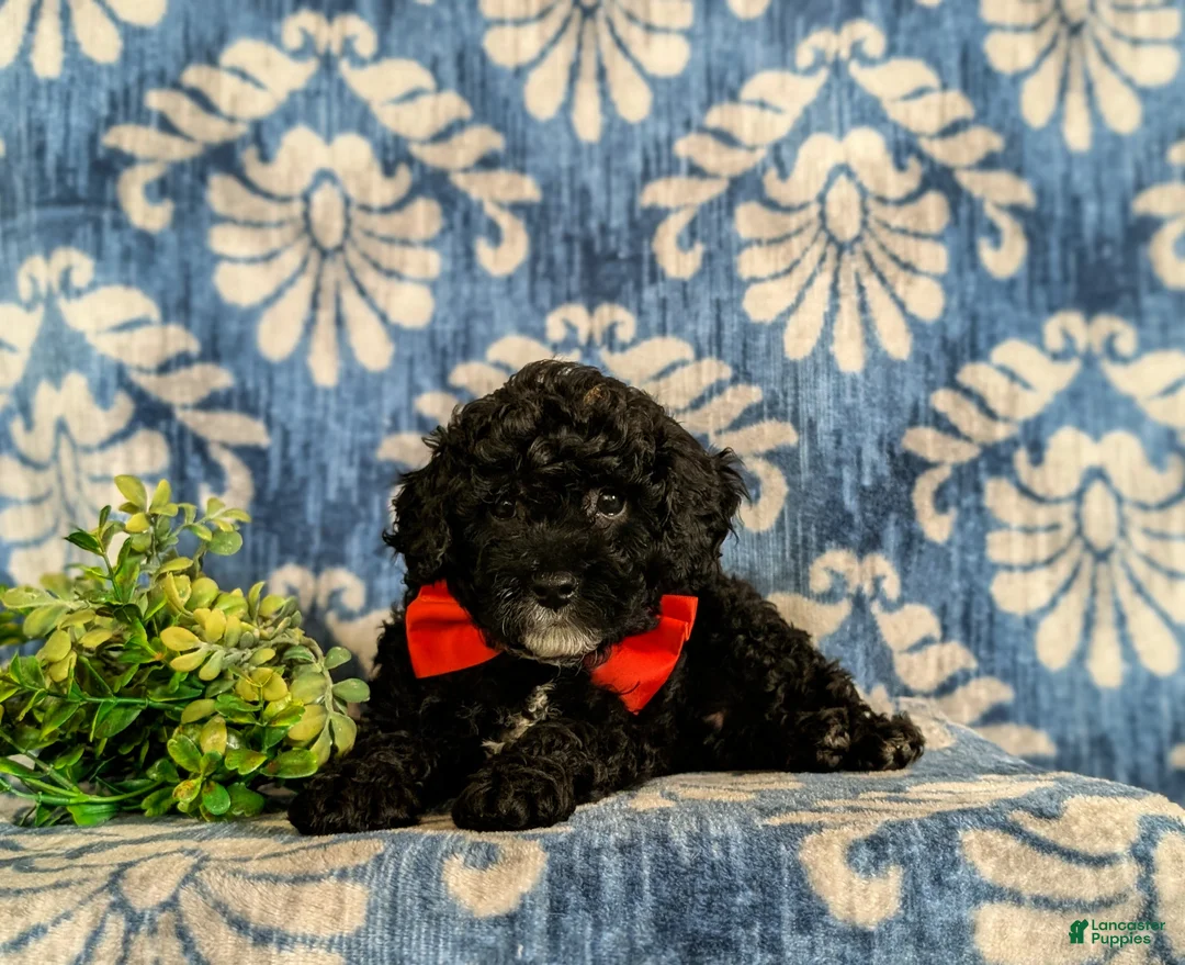 Miniature Poodle dogs for sale: Noble - Ad 5