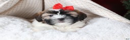 Shih Tzu dogs for sale: Joey - Ad 10