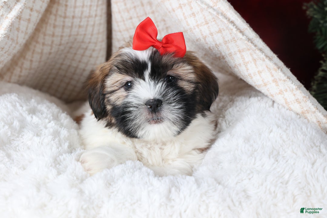 Shih Tzu dogs for sale: Joey - Ad 10