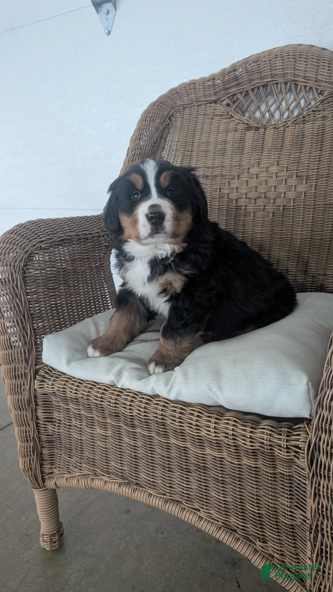 Bernese Mountain Dog dogs for sale: Max - Ad 2