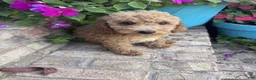 Miniature Labradoodle dogs for sale: Charlie - Ad 4