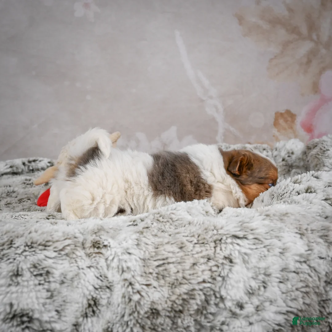 Chihuahua dogs for sale: Hunter - Ad 17