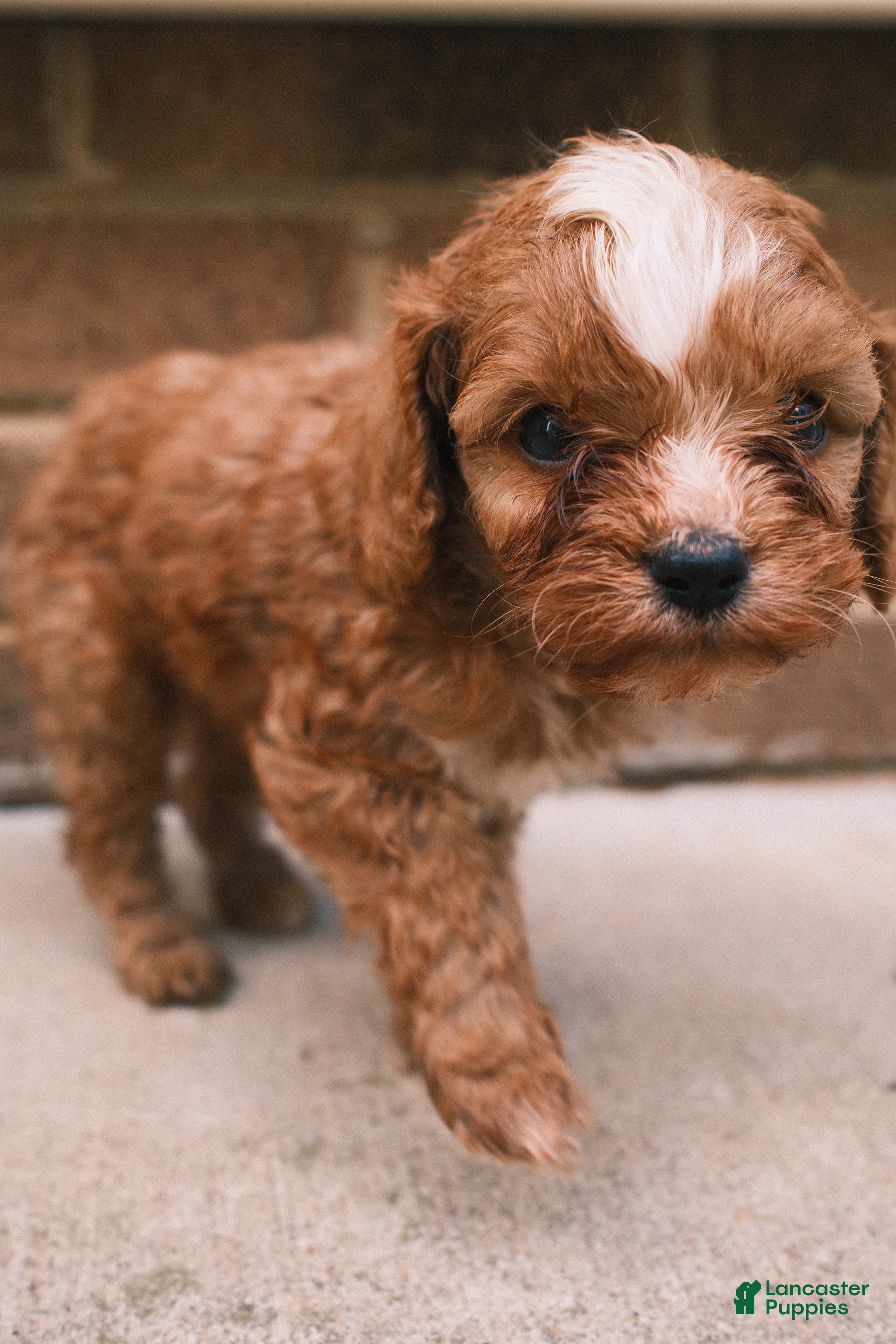 Cavapoo dogs Bluey - Ad 2