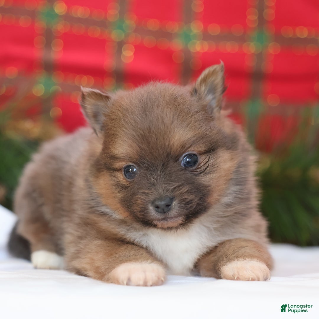 Pomeranian dogs for sale: Brownie  - Ad 6