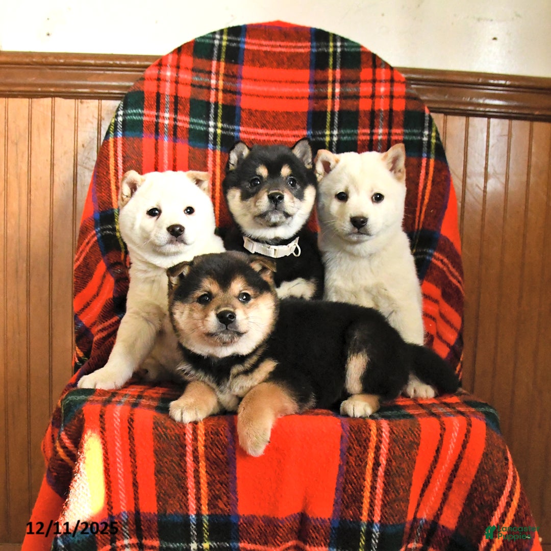 Shiba Inu dogs for sale: Snowflake - Ad 3