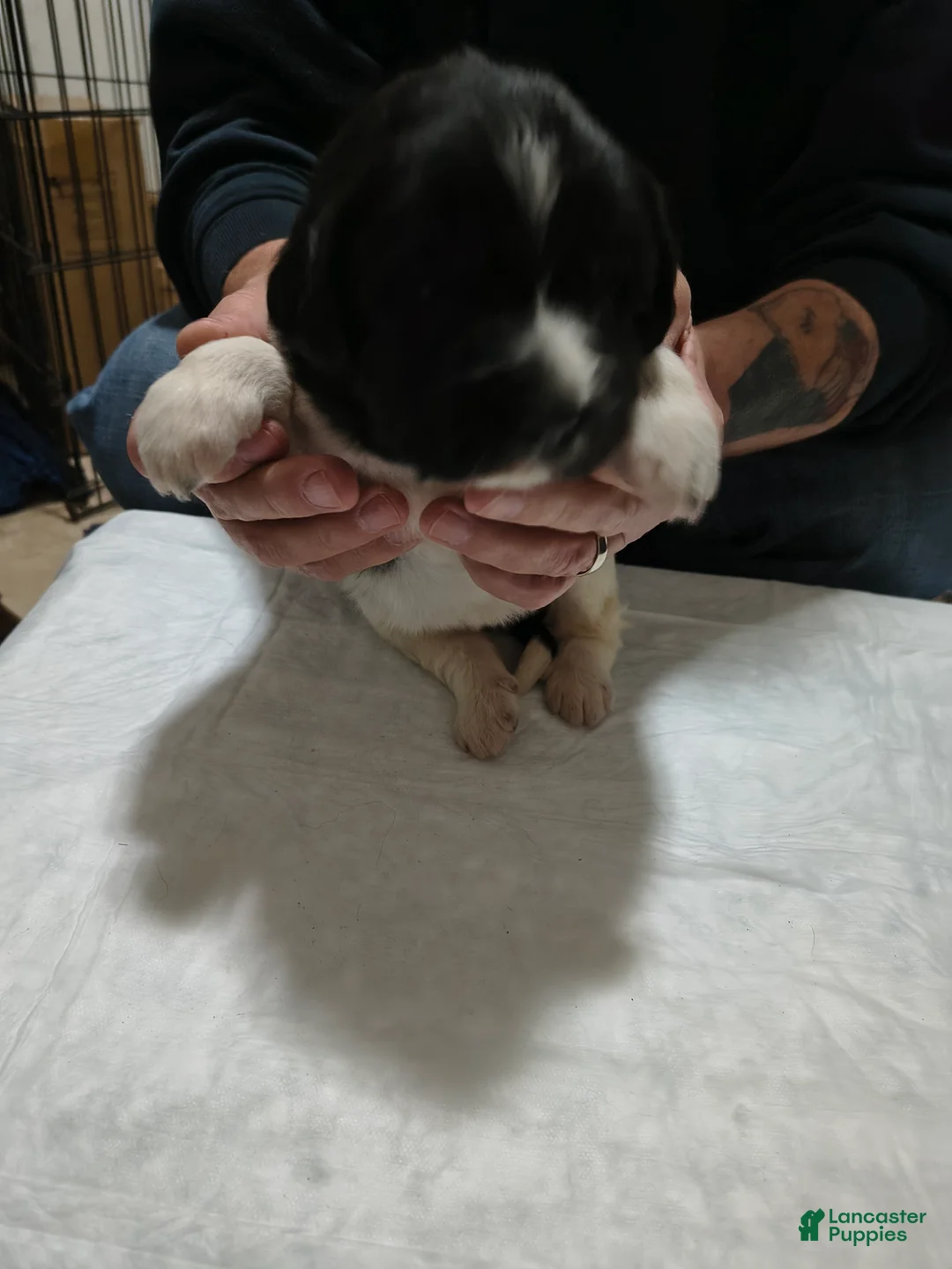 Newfoundland dogs for sale: Green collar  - Ad 2