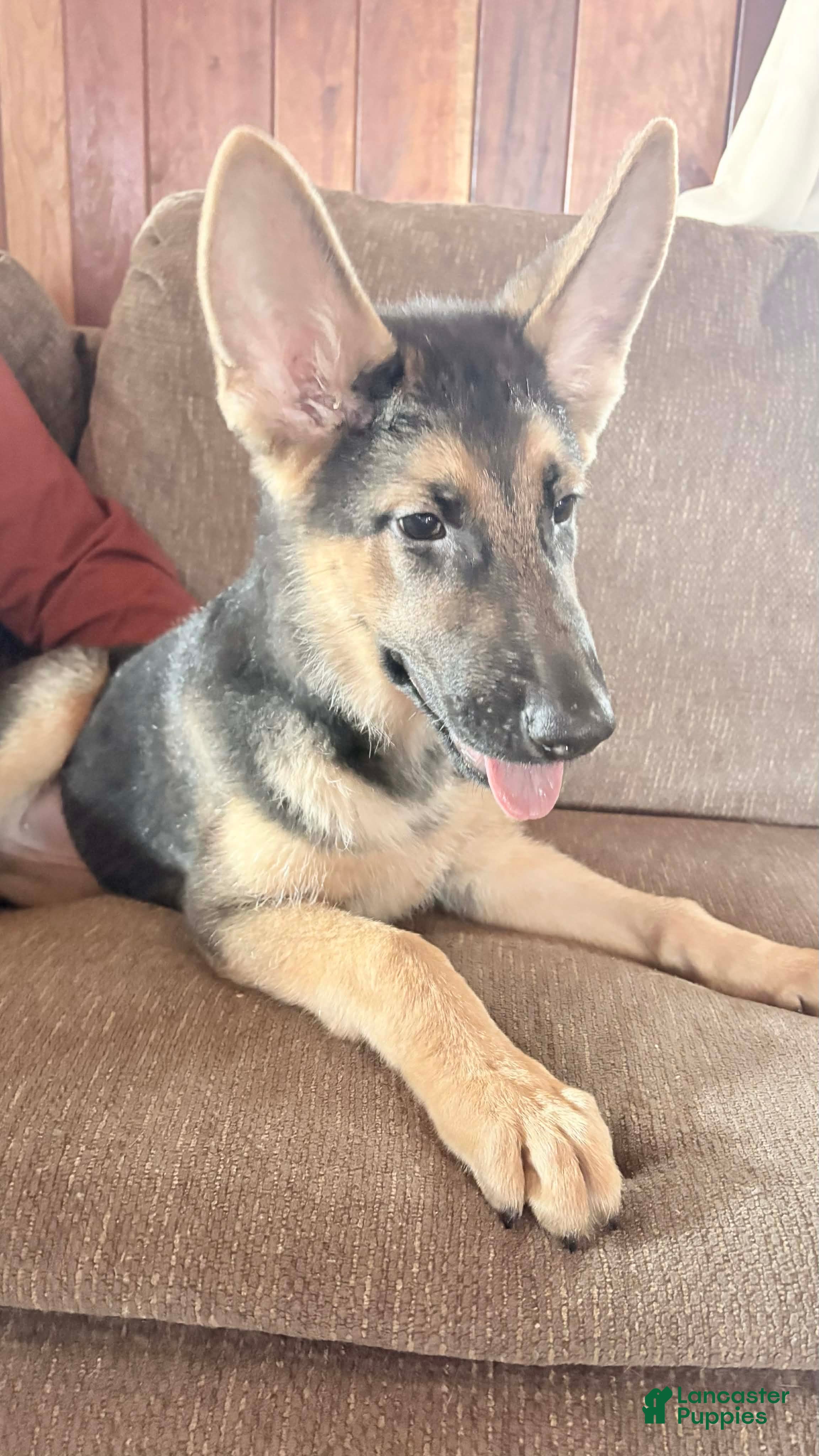 German Shepherd dogs Lila - Ad 36