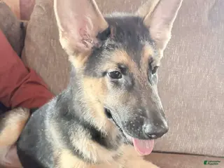 German Shepherd dogs Lila - Ad 36