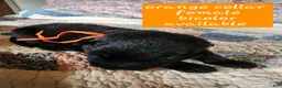 German Shepherd dogs for sale: Orange collar - Ad 2