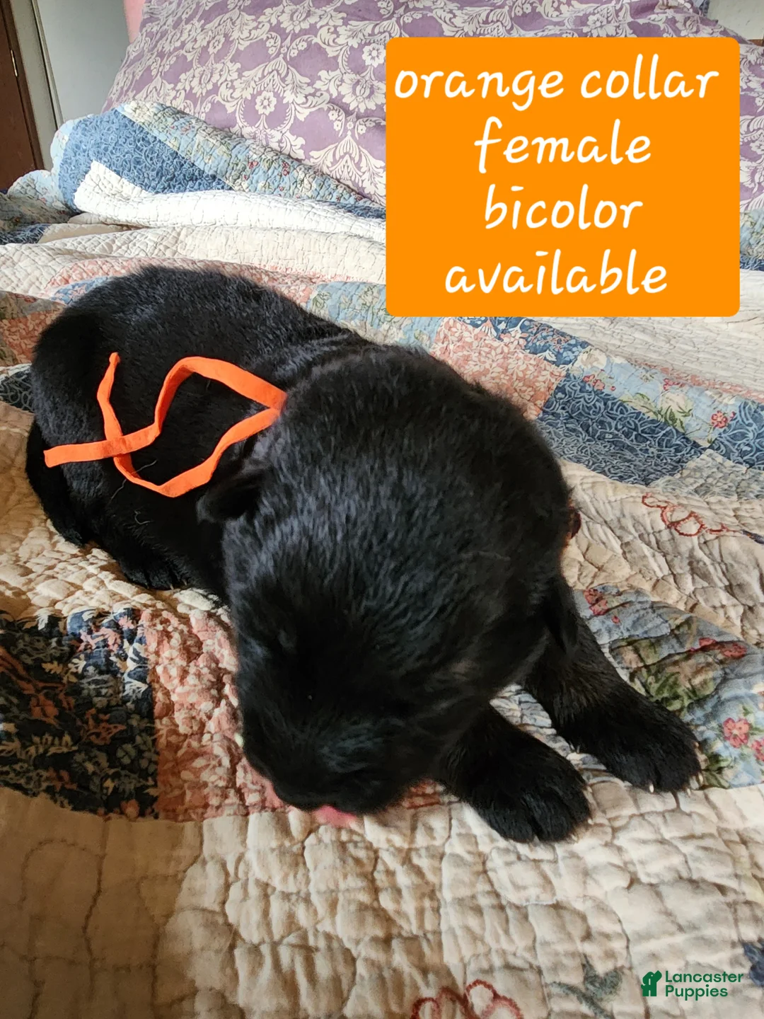 German Shepherd dogs for sale: Orange collar - Ad 2