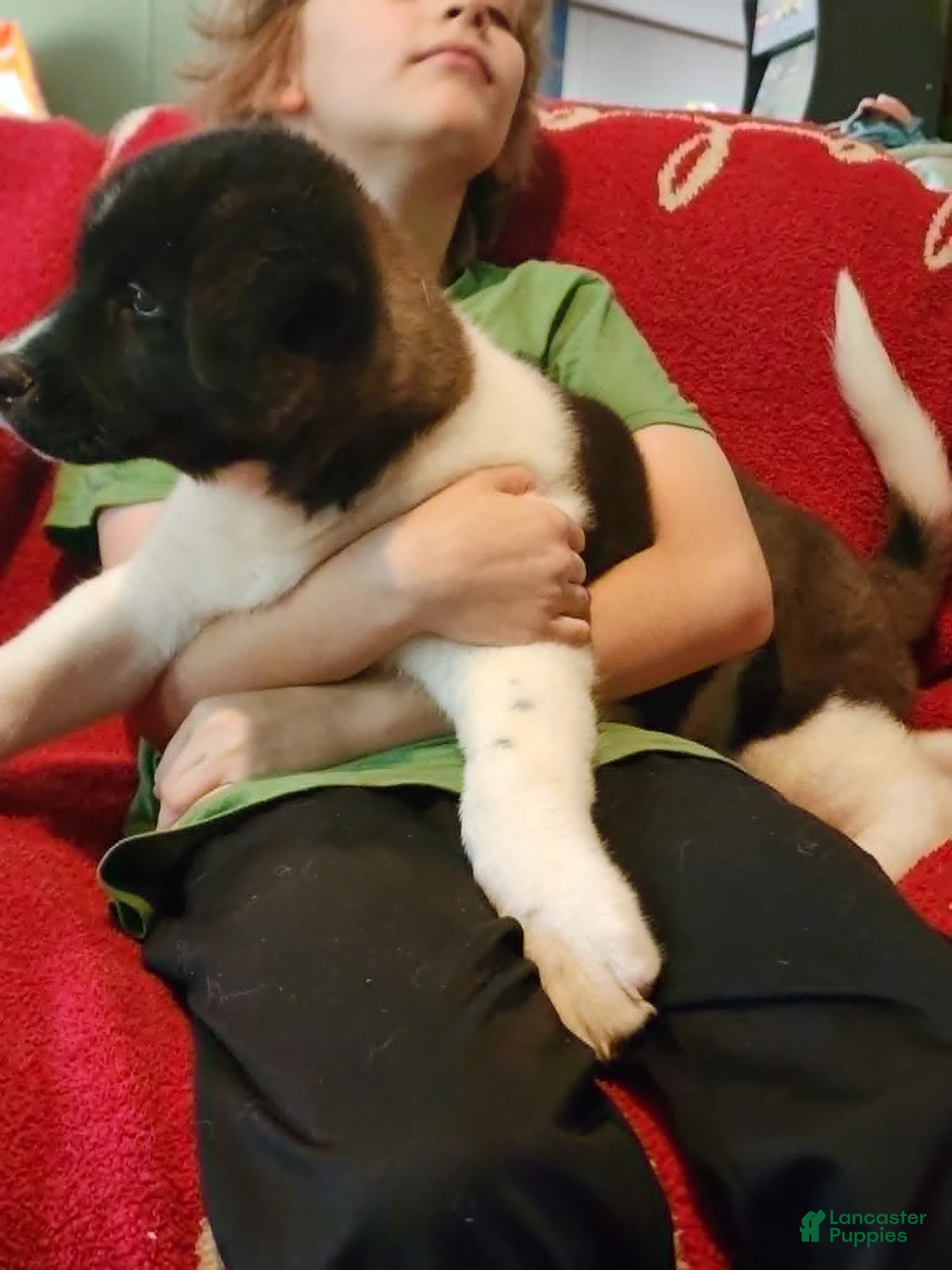 Akita dogs AKC Akita Puppy, Dolly - Ad 2