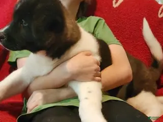 Akita dogs AKC Akita Puppy, Dolly - Ad 2