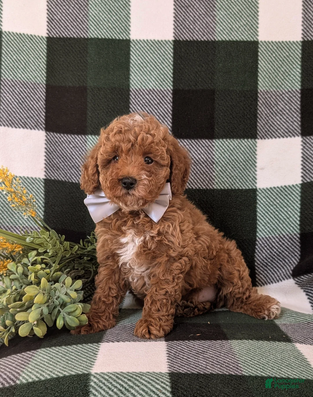 Miniature Poodle dogs for sale: Dannie 10 lbs FUll Grown - Ad 4