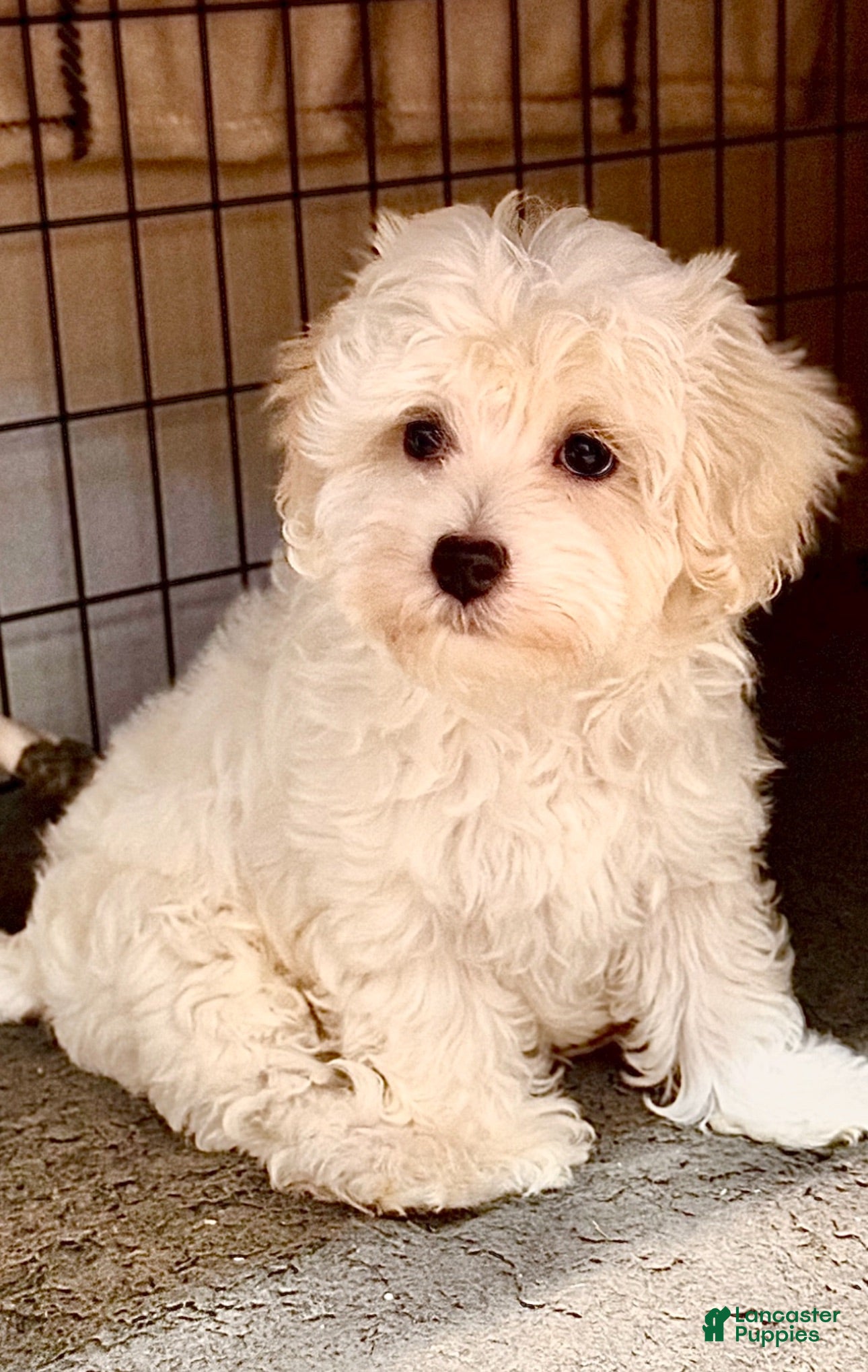 Maltipoo dogs Maltipoo 1 - Ad 2