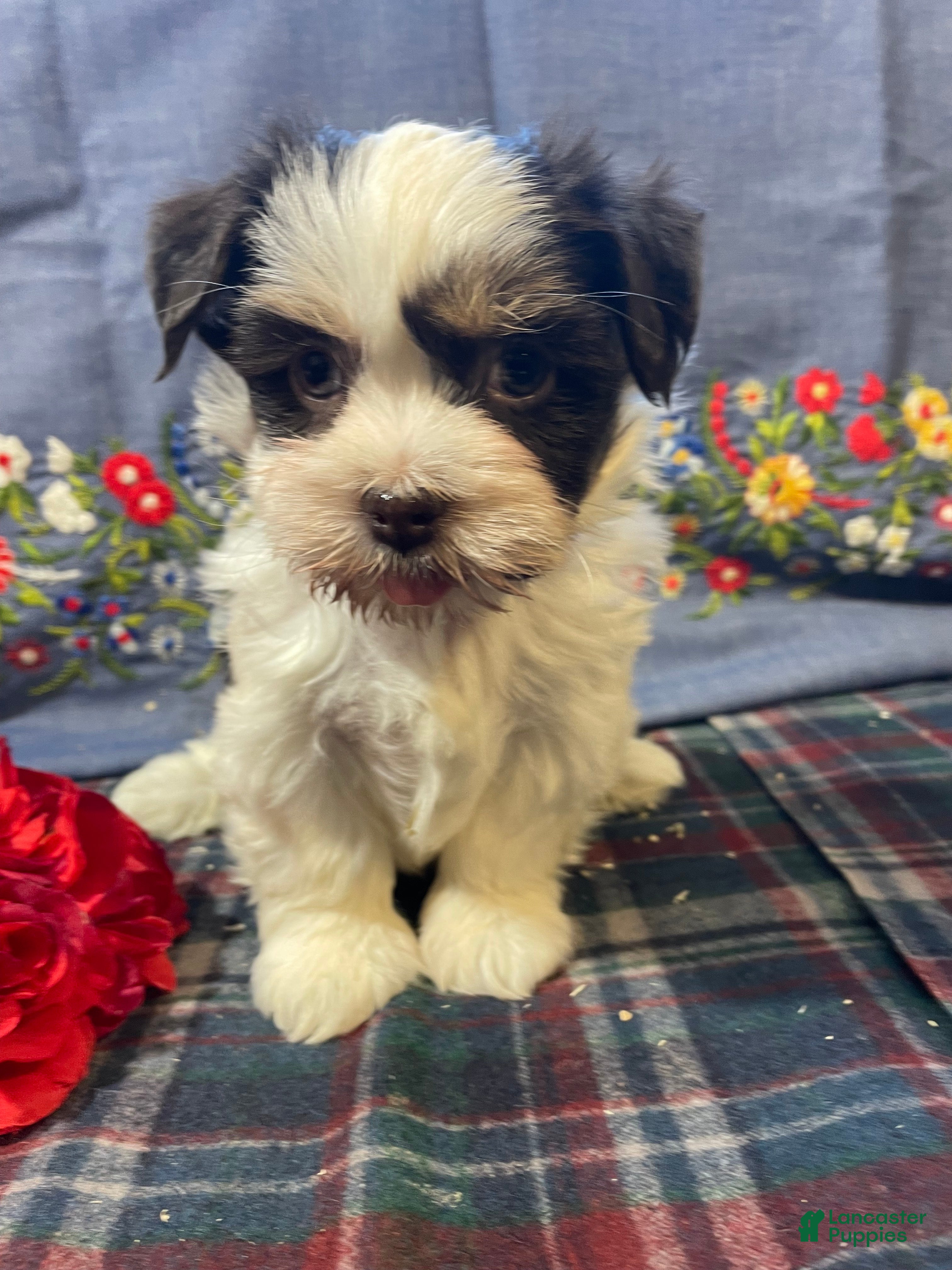 Havanese dogs Baxter - Ad 36