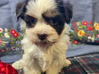 Havanese dogs Baxter - Ad 36