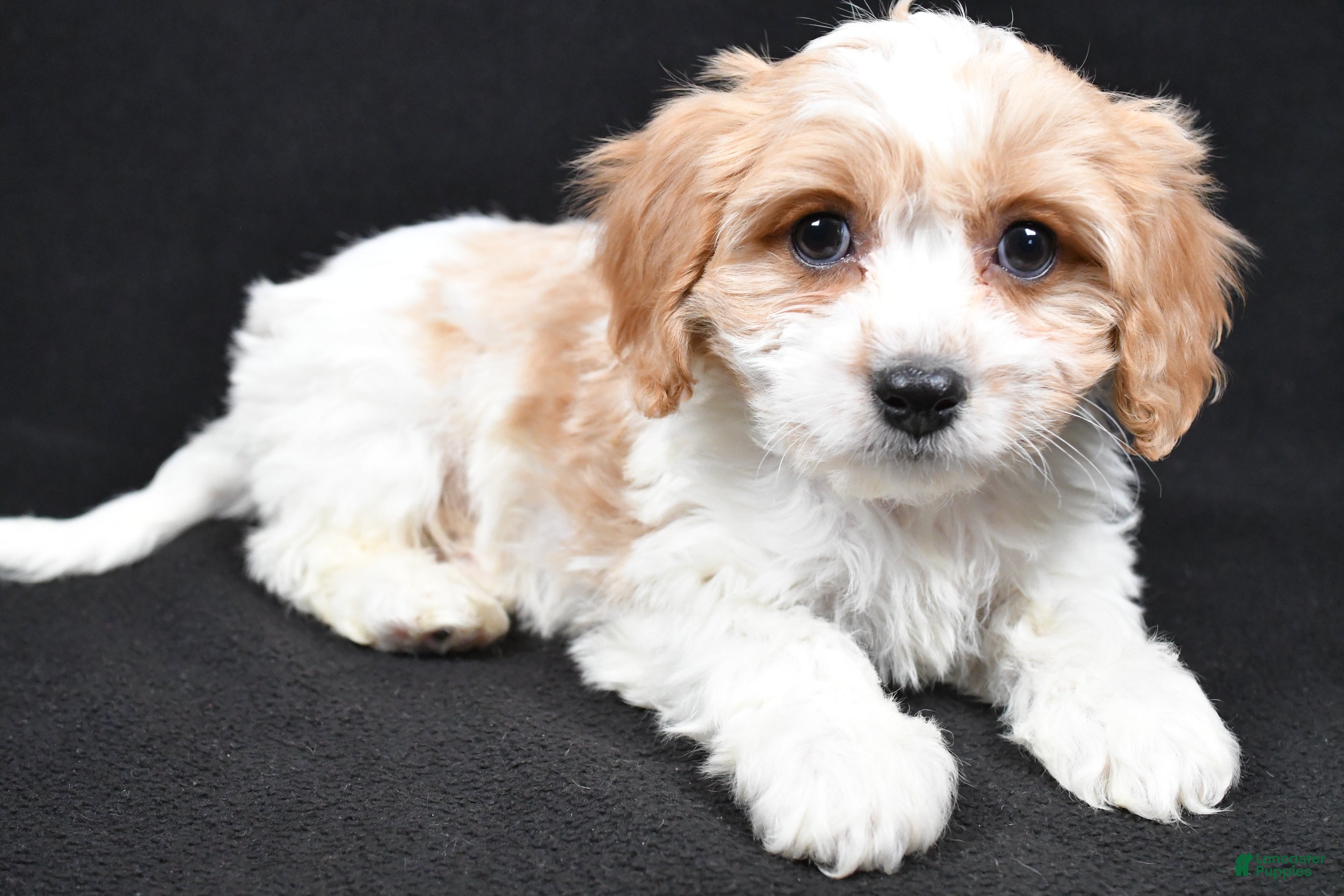 Cavachon dogs Oscar - Ad 7