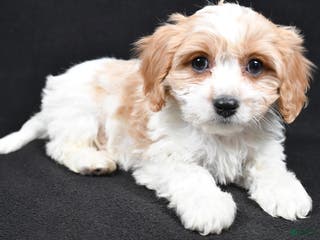Cavachon dogs Oscar - Ad 24