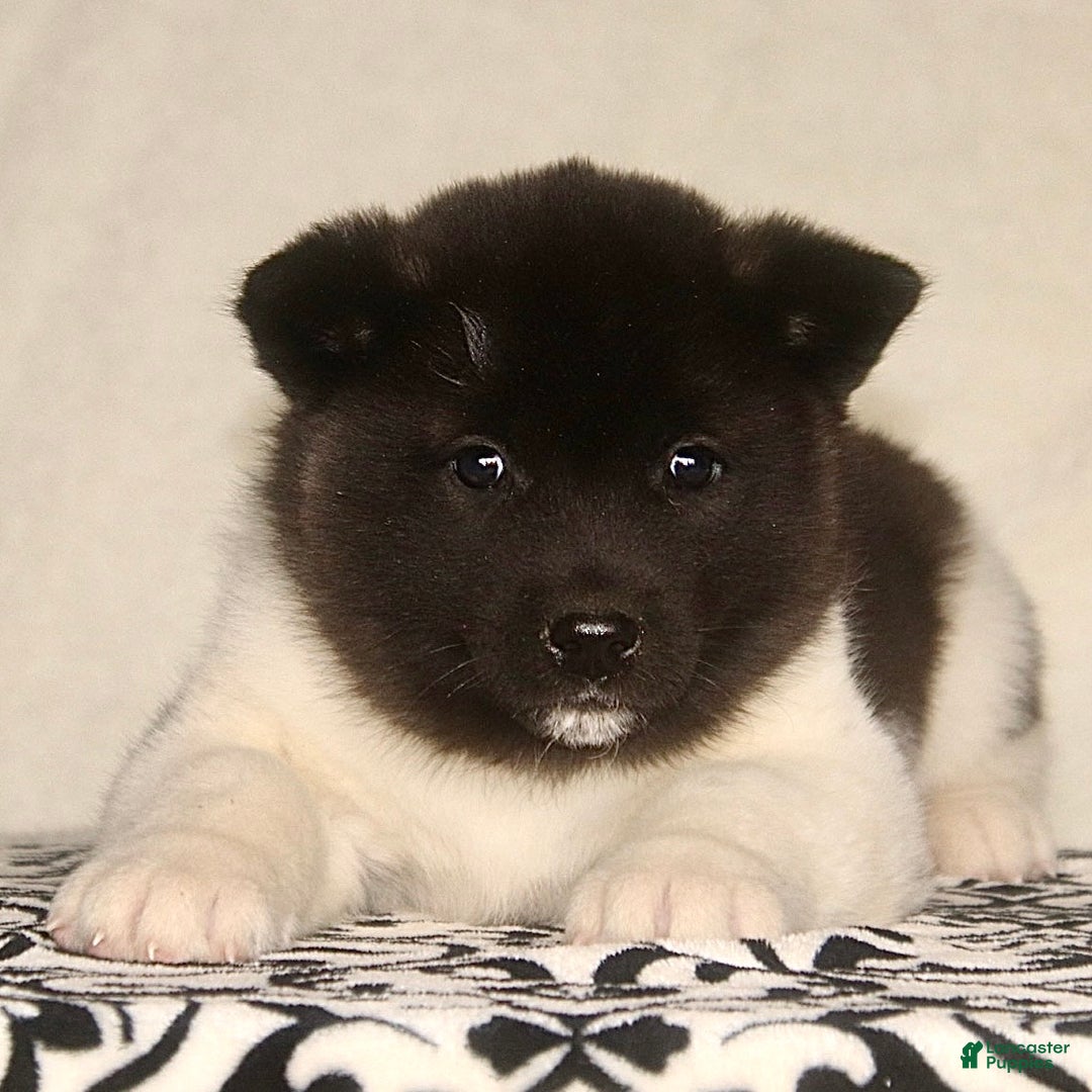 Akita dogs for sale: Austin - Ad 2