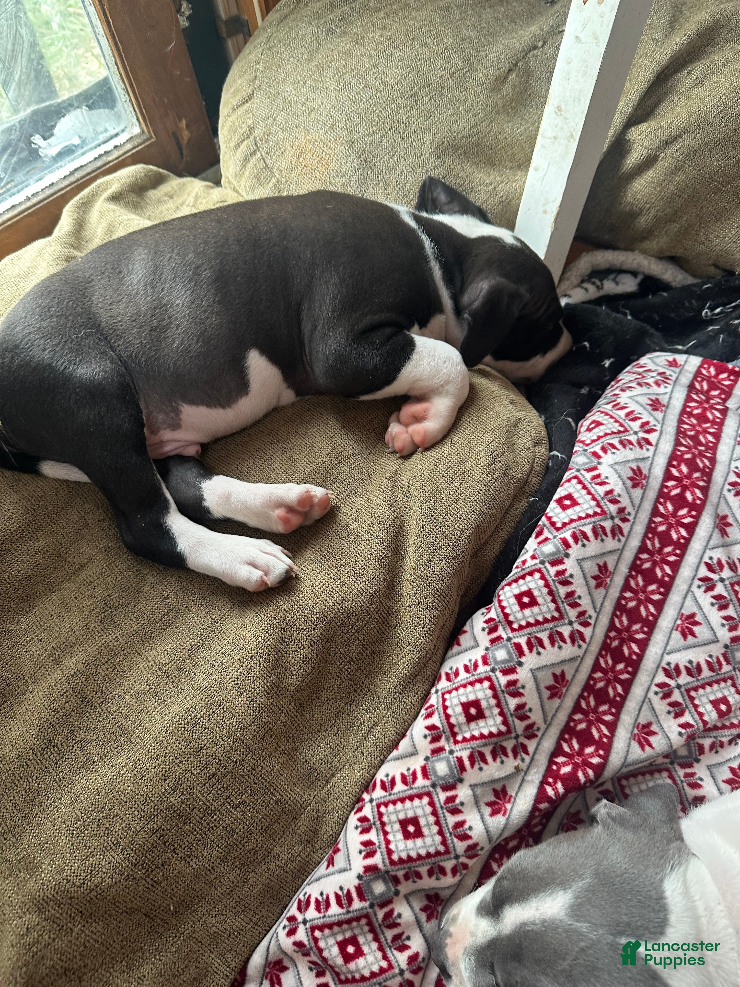 Mixed Breed dogs Domino - Ad 1