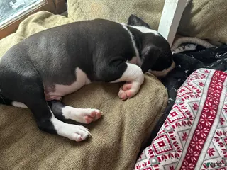 Mixed Breed dogs for sale: Domino - Ad 1