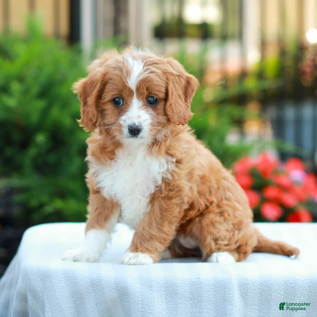 Cavapoo dogs for sale: Emily  - Ad 2