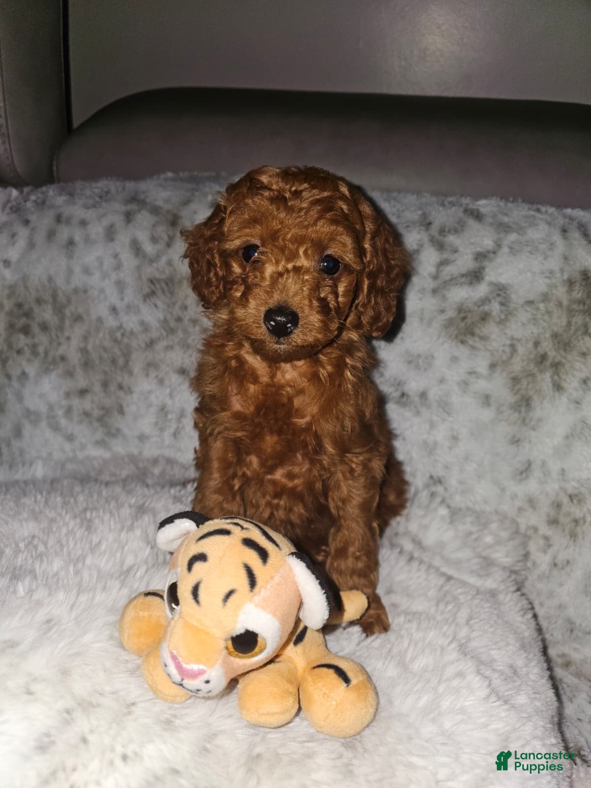 Toy Poodle dogs CHICO - ACA TOY POODLE - Ad 13
